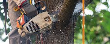 Best Fruit Tree Pruning  in Winner, SD