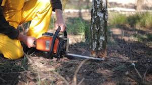 Tree and Shrub Care in Winner, SD