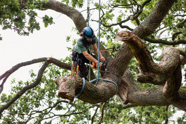 Best Tree Health Inspection  in Winner, SD