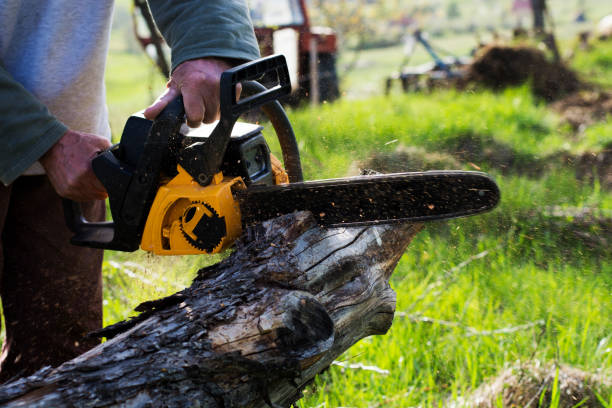 How Our Tree Care Process Works  in  Winner, SD