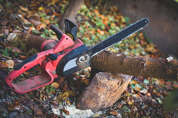 Best Root Management and Removal  in Winner, SD